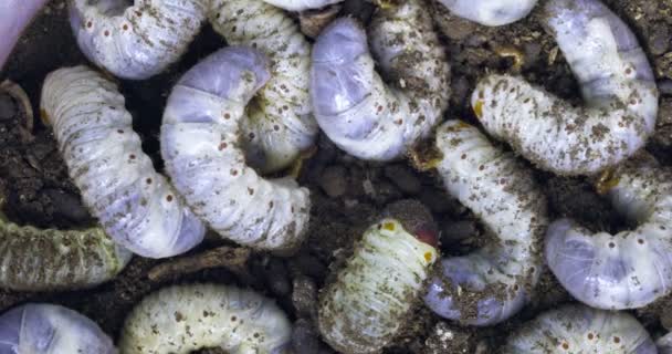 Büyük Beyaz Solucanlar Larvaları Yerdeki Gergedan Böceklerini Rahatsız Edebilir Yüksek — Stok video
