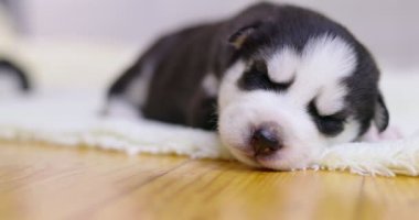 Siyah ve beyaz köpek yavrusu bir evde ya da dairede yerde dinleniyor. Evcil hayvanlar içeride. Yüksek kalite 4k görüntü
