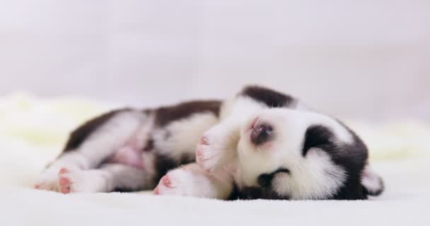Puppy Siberian Husky Sleeping White Blanket Cute Purebred Newborn Dogs — Stock Video