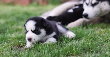 Husky köpek yavrusu parktaki yeşil çimenlerde yatıyor. Açık havada köpek yavrusu