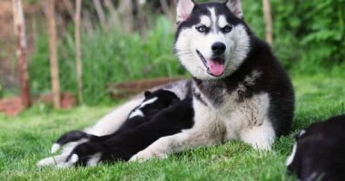 Küçük yavrular yeşil çimlerin üzerinde yatan anne memelerini emiyorlar. Köpek emziriyor. Annesi tarafından beslenen küçük yavrular. Yavru köpekleri olan dişi bir köpek. Yüksek kalite 4k görüntü