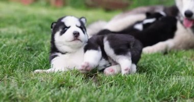Husky köpek yavrusu parktaki yeşil çimenlerde yatıyor. Açık havada köpek yavrusu