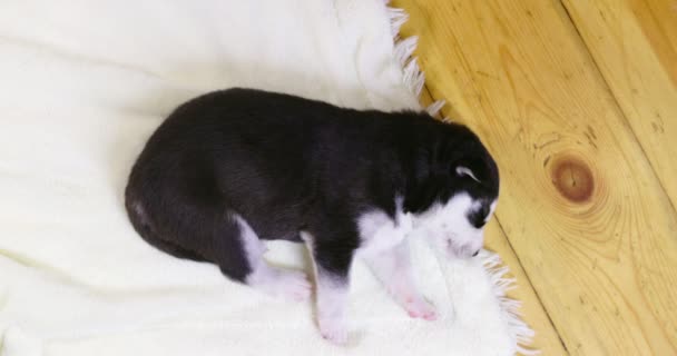 Zwart Witte Husky Puppy Rustend Vloer Een Huis Appartement Huisdieren — Stockvideo