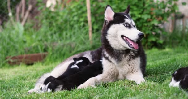 Cachorros Pequenos Chupando Mamilos Mães Deitado Grama Verde Amamentação Cães — Vídeo de Stock