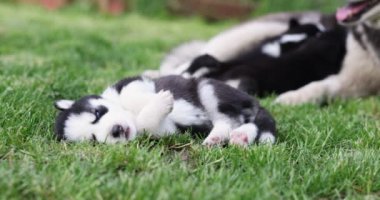Husky köpek yavrusu parktaki yeşil çimenlerde yatıyor. Açık havada köpek yavrusu