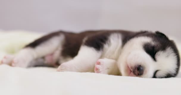Szczeniak Syberyjskiego Husky Ego Śpi Białym Kocu Cute Czystej Krwi — Wideo stockowe