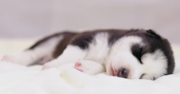 西伯利亚哈士奇的一只小狗睡在白色的毛毯上 可爱的纯种新生狗在睡觉 — 图库视频影像
