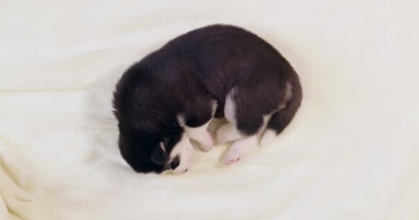 Een Pup Van Siberische Husky Slaapt Een Witte Deken Leuke — Stockvideo