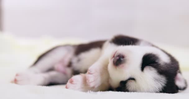 Ein Welpe Des Siberian Husky Schläft Auf Einer Weißen Decke — Stockvideo