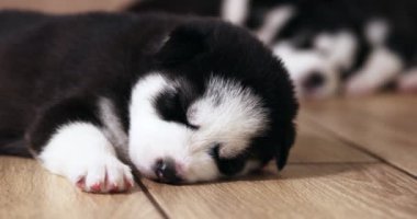 Siyah ve beyaz köpek yavruları bir evde ya da dairede yerde dinleniyorlar. Evcil hayvanlar içeride. Yüksek kalite 4k görüntü