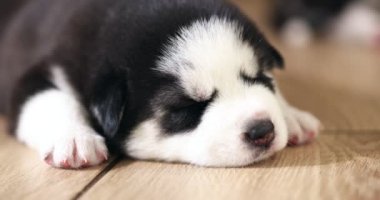 Siyah ve beyaz köpek yavruları bir evde ya da dairede yerde dinleniyorlar. Evcil hayvanlar içeride. Yüksek kalite 4k görüntü