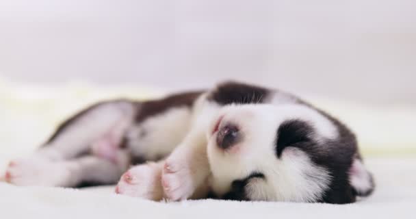 西伯利亚哈士奇的一只小狗睡在白色的毛毯上 可爱的纯种新生狗在睡觉 — 图库视频影像