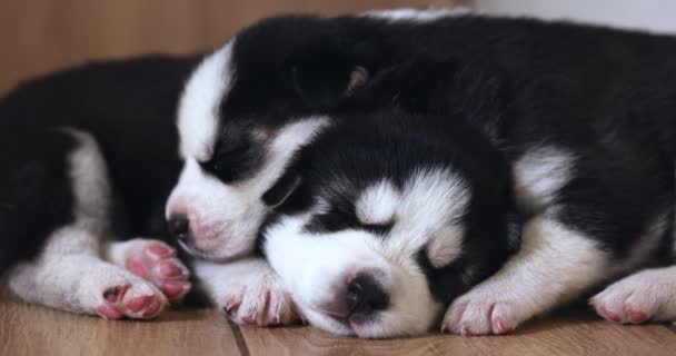Ασπρόμαυρα Σκυλάκια Που Αναπαύονται Στο Πάτωμα Σπίτι Διαμέρισμα Κατοικίδια Μέσα — Αρχείο Βίντεο