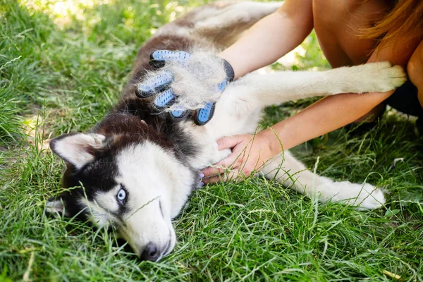 犬の女性の所有者は 特別な手袋で犬の毛皮を出しています ペットケア — ストック写真