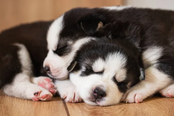Siyah Beyaz Köpek Yavruları Bir Evde Dairede Yerde Dinleniyorlar Evcil — Stok fotoğraf