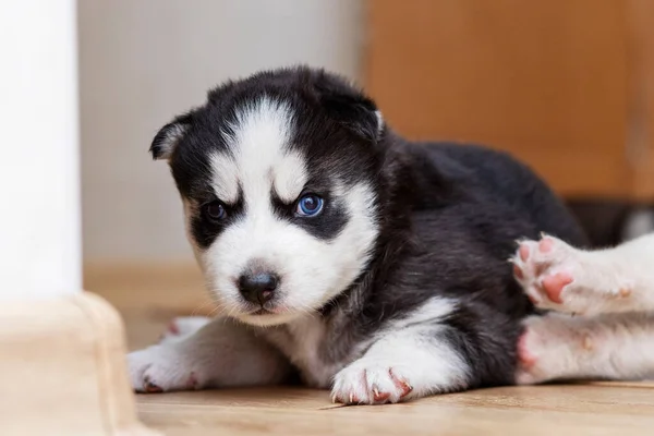 Zwart Witte Husky Puppies Rusten Vloer Een Huis Appartement Huisdieren — Stockfoto