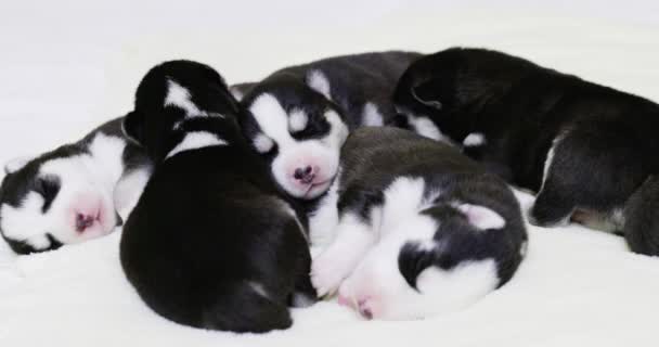 Siberian Husky Puppies Sleeping White Blanket Newborn Puppies Sleeping High — Stock Video
