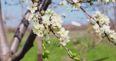 Beyaz çiçeklerle çiçek açan ağaç. Arılar meyve bahçesindeki beyaz çiçeklerden polen toplarlar. Yüksek kalite 4k görüntü
