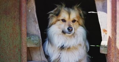 Zincire zincirlenmiş kızıl, kırma bir köpek. Zincire vurulmuş yaşlı bir köpek. Doğal kırsal alan. Yüksek kalite 4k görüntü