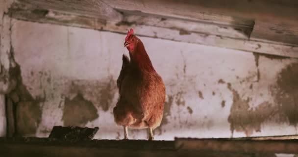 Pollo Nel Pollaio Pollaio Campagna Vecchia Fattoria Bestie Galline Ovaiole — Video Stock