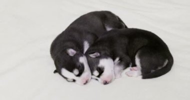 Sibirya Husky köpekleri beyaz bir battaniyenin üzerinde uyuyorlar. Yeni doğmuş yavrular uyuyor. Yüksek kalite 4k görüntü