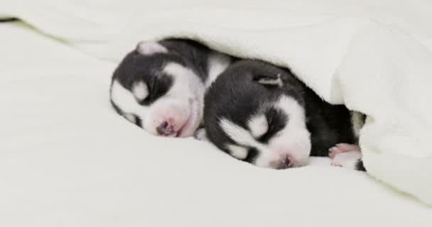 Cachorros Husky Siberianos Durmiendo Bajo Una Manta Blanca Cama Cachorros — Vídeos de Stock