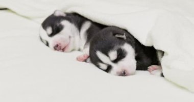 Sibirya Husky yavruları beyaz bir battaniyenin altında uyuyorlar. Yeni doğmuş yavrular uyuyor. Yüksek kalite 4k görüntü