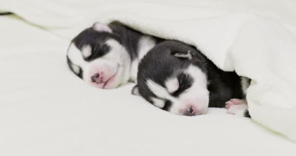 Siberische Husky Puppies Slapen Onder Een Witte Deken Het Bed — Stockvideo