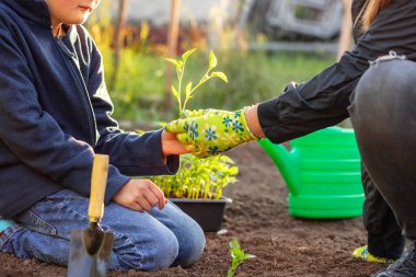 A boy helps his mother plant vegetable seedling while working together in the garden. Planting seedlings in open ground. Gardening concept, springtime