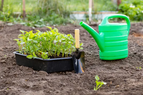 Planting vegetable seedlings in garden beds with black soil. Planting seedlings in open ground in spring with garden tools