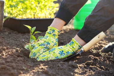 Female farmer hands planting to soil seedling in the vegetable garden. On the background a watering can for irrigation. Organic farming and spring gardening concept