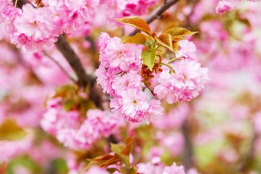 Sakura. Kiraz çiçekleri Japonya 'da. Pembe bahar çiçeği arka planı. Pembe kiraz ağaçlarının güzel dalları