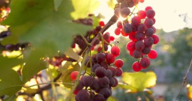 Red ripe wine grapes. Vineyards at sunset, grape harvest. Perfect grapes for winemaking. High quality 4k footage