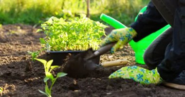 Female farmer hands planting to soil seedling in the vegetable garden. On the background a watering can for irrigation. Organic farming and spring gardening concept. High quality 4k footage