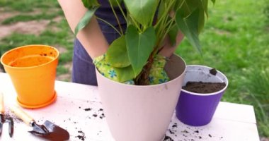 Spring houseplant care. Woman in apron is transplanting plant into new pot outdoors. High quality 4k footage