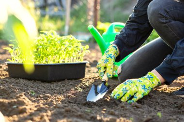 Female farmer hands planting to soil seedling in the vegetable garden. On the background a watering can for irrigation. Organic farming and spring gardening concept