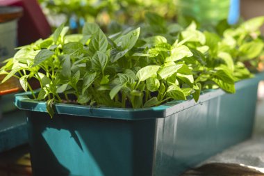 Spring seedlings. Seedlings of peppers grown in boxes in greenhouse. The sprouts of pepper grown from seed