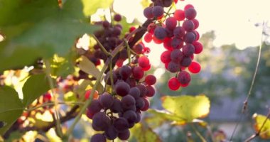 Red ripe wine grapes. Vineyards at sunset, grape harvest. Perfect grapes for winemaking. High quality 4k footage