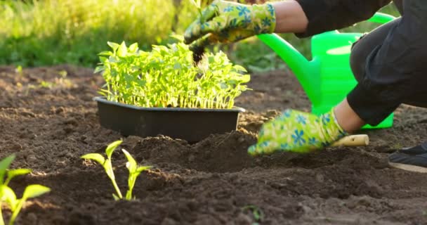 Sebze Bahçesinde Tohum Eken Dişi Çiftçi Elleri Arka Planda Sulama — Stok video