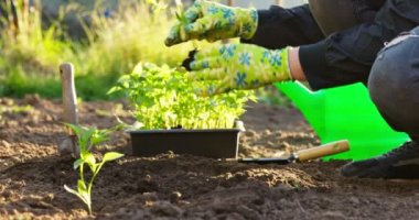 Female farmer hands planting to soil seedling in the vegetable garden. On the background a watering can for irrigation. Organic farming and spring gardening concept. High quality 4k footage