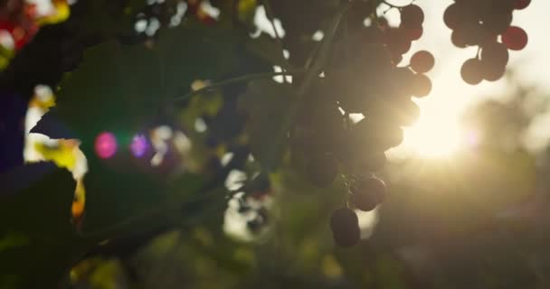 Red Ripe Wine Grapes Vineyards Sunset Grape Harvest Perfect Grapes — Video