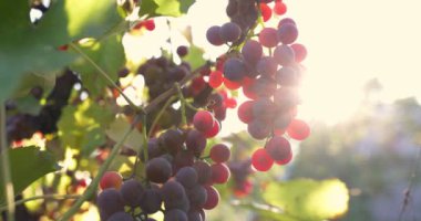 Red ripe wine grapes. Vineyards at sunset, grape harvest. Perfect grapes for winemaking. High quality 4k footage