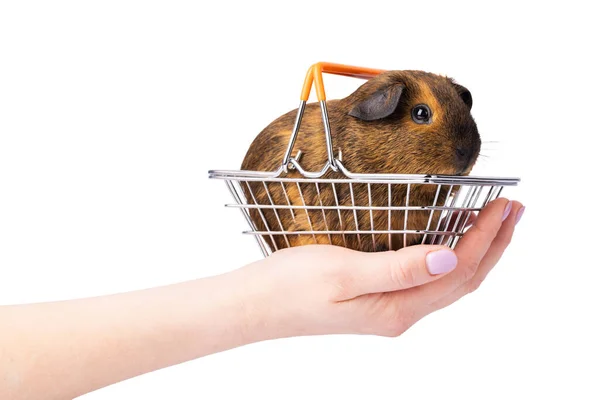 女人的手把可爱的豚鼠抱在白色背景的购物篮里 宠物店 — 图库照片