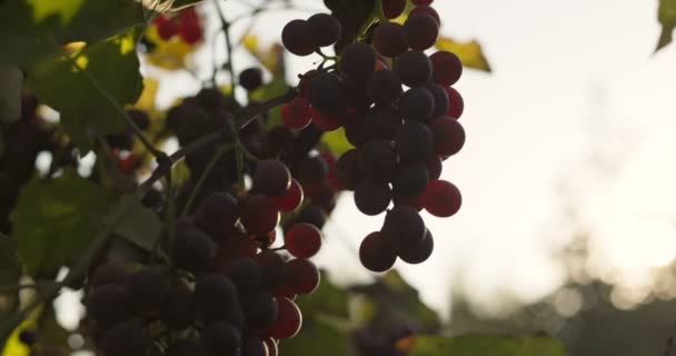 赤熟れたワインブドウ 日没のブドウ畑 ブドウの収穫 ワイン造りに最適なブドウ 高品質4K映像 — ストック動画