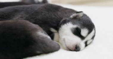 Sibirya Husky yavruları beyaz bir battaniyenin üzerinde uyuyorlar. Tatlı safkan yeni doğmuş köpekler uyuyor. Yüksek kalite 4k görüntü