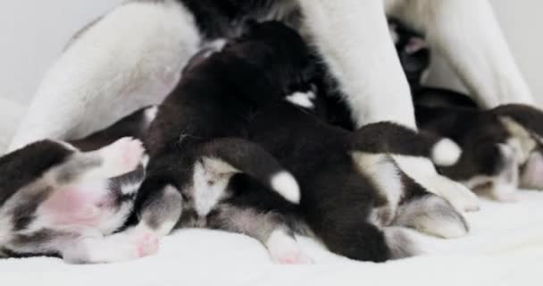 Bir Sürü Yavru Kurt Anne Köpekten Süt Içiyor Anne Köpek — Stok video