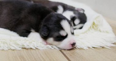 Sibirya Husky yavruları beyaz bir battaniyenin üzerinde uyuyorlar. Tatlı safkan yeni doğmuş köpekler uyuyor. Yüksek kalite 4k görüntü