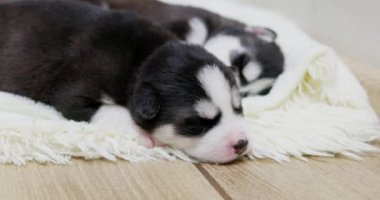 Sibirya Husky yavruları beyaz bir battaniyenin üzerinde uyuyorlar. Tatlı safkan yeni doğmuş köpekler uyuyor. Yüksek kalite 4k görüntü