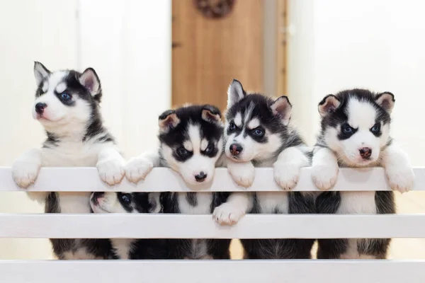 Bir Grup Sevimli Sibiryalı Husky Yavrusu Evde Oynuyorlar — Stok fotoğraf