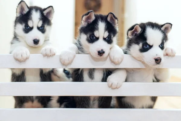 Grupo Lindos Cachorros Juguetones Husky Siberianos Están Jugando Casa —  Fotos de Stock